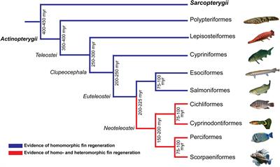 The Fish Family Poeciliidae as a Model to Study the Evolution and Diversification of Regenerative Capacity in Vertebrates